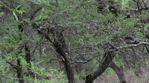 Fosa clandestina en Michoacán
