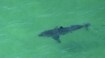 A Great White Shark swims off the shore of Cape Cod, Massachusetts on July 13, 2019. - Three Cape Cod beaches were temporarily closed to swimming on July 13, 2019 after great white sharks were spotted as close as 150 feet offshore, according to the Atlantic White Shark Conservancy. (Photo by Joseph Prezioso / AFP) (Photo credit should read JOSEPH PREZIOSO/AFP via Getty Images)