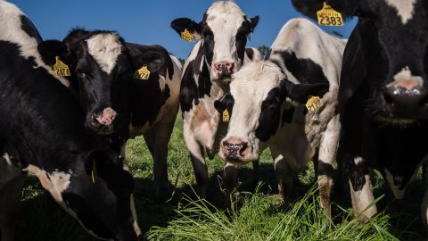 VIDEO: Decenas de vacas sueltas desquician el tráfico durante horas en Florida tras incendio