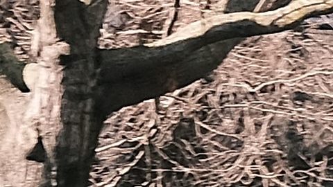 Policía en Virginia frustró otro tiroteo masivo planeado para celebración del 4 de julio y detuvo a hombre con dos rifles de asalto