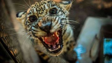 Jaguar muerde a niño tras violar reglas de seguridad y acercarse a jaula en Zoo de México