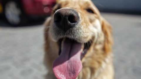 "Capi" es un enternecedor perro de la raza "golden retriever".