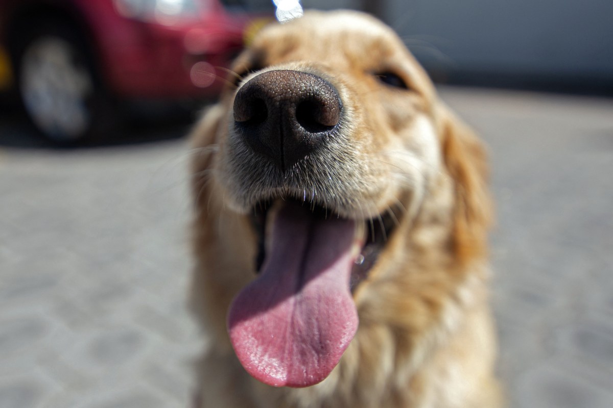 El Golden Retriever, la mejor raza de perro según la Inteligencia Artificial