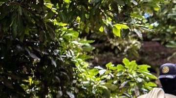 Autodefensas mexicanas