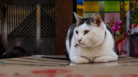 VIDEO: Gato llora como bebé mientras lo vacunan y se arrasa en internet