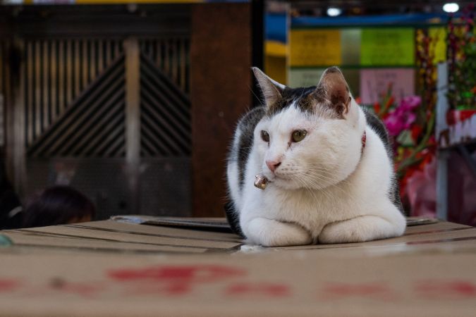  Gato llora como bebé mientras lo vacunan y se arrasa en internet