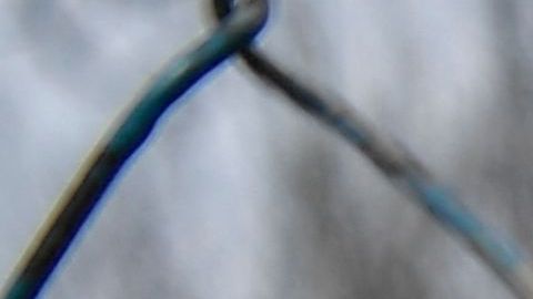 Perro rescatado en Ucrania ayuda en Florida a luchar contra el narcotráfico
