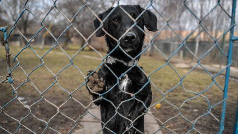 Perro rescatado en Ucrania ayuda en Florida a luchar contra el narcotráfico