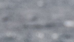 Las ballenas, las aliadas invisibles en la lucha contra el cambio climático