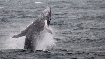 Las ballenas, las aliadas invisibles en la lucha contra el cambio climático