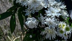 Texas registró la mayor tragedia de inmigrantes al intentar cruzar la frontera en un camión.