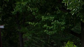 VIDEO: Tiroteo en Highland Park, Illinois, deja 6 muertos y decenas de heridos, confirman autoridades