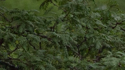 Identifican a sospechoso relacionado con tiroteo masivo del desfile del 4 de julio en Illinois