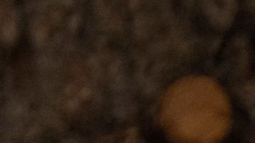 TOPSHOT - A firefighter lights a backfire while fighting the Oak Fire on near Mariposa, California, on July 24, 2022. - The fierce California wildfire expanded early Sunday burning several thousand acres and forcing evacuations, as tens of millions of Americans sweltered through scorching heat with already record-setting temperatures due to climb even further. More than 2,000 firefighters backed by 17 helicopters have been deployed against the Oak Fire, which broke out Friday near Yosemite National Park, the California Department of Forestry and Fire Protection (CAL FIRE) said in a report. (Photo by DAVID MCNEW / AFP) (Photo by DAVID MCNEW/AFP via Getty Images)