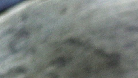 VIDEO: Leones marinos aterrorizan a turistas en playa de California