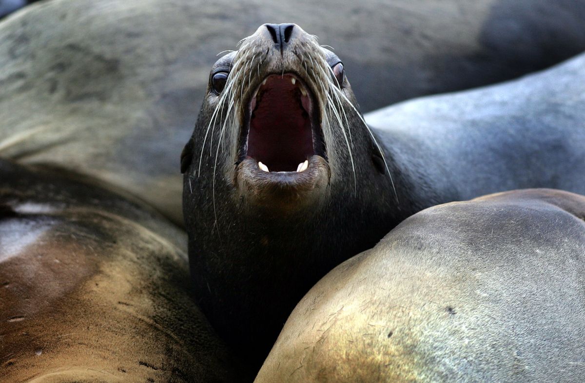 VIDEO: Leones marinos aterrorizan a turistas en playa de California - La  Opinión