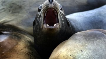 VIDEO: Leones marinos aterrorizan a turistas en playa de California