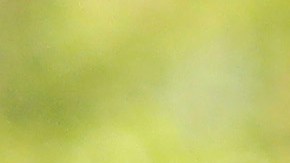 Bernie Sanders Joe Biden Mohamed bin Salman Arabia Saudí