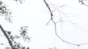 Abuela de Salvador Ramos, el tirador de Uvalde, pide dinero para pagar su recuperación tras ser baleada por su nieto