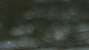 Caimanes Condado de Sarasota Florida