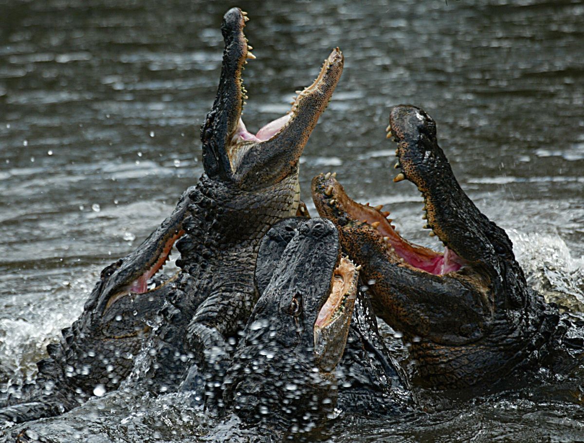 Mujer anciana de Florida muere tras caer en un estanque con caimanes - La  Opinión