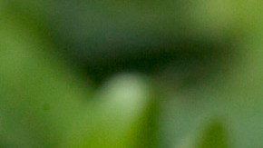 Los animales producen hasta 2,500 huevos anuales, por lo que su población es difícil de controlar.