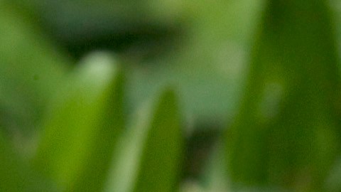 Los animales producen hasta 2,500 huevos anuales, por lo que su población es difícil de controlar.