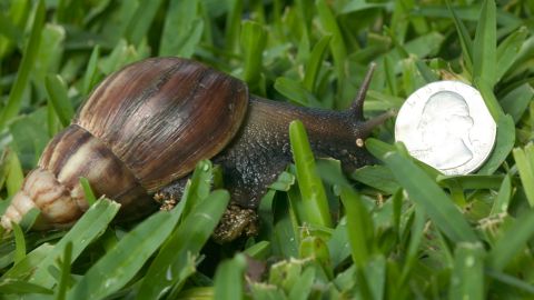 Los animales producen hasta 2,500 huevos anuales, por lo que su población es difícil de controlar.