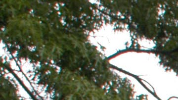 Maine Mouth Vernon Asesinato