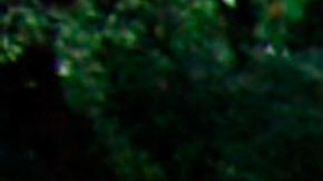 Michigan Accidente Make A Wish