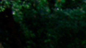 Michigan Accidente Make A Wish