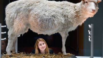 Dolly, la oveja, en una exhibición.