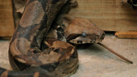Hombre de Pensilvania muere luego de que una serpiente de 18 pies se enredara alrededor del cuello