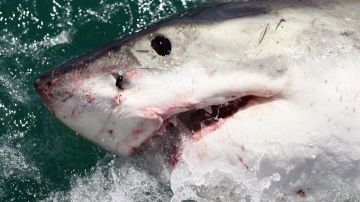 Keaton Beach Ataque de tiburón