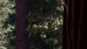 People visit the Mariposa Grove of giant sequoias on June 21, 2018 in Yosemite National Park, California which recently reopened after a three-year renovation project to better protect the trees that can live more than 3,000 years. (Photo by DAVID MCNEW / AFP) (Photo credit should read DAVID MCNEW/AFP via Getty Images)