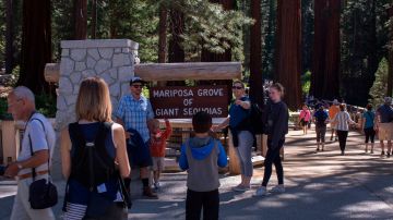 People visit the Mariposa Grove of giant sequoias on June 21, 2018 in Yosemite National Park, California which recently reopened after a three-year renovation project to better protect the trees that can live more than 3,000 years. (Photo by DAVID MCNEW / AFP) (Photo credit should read DAVID MCNEW/AFP via Getty Images)
