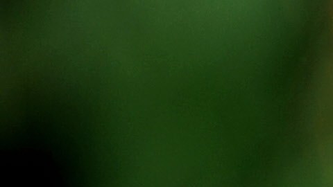 Serpiente de cascabel mata a niño de 6 años tras morderlo cuando paseaba en bici en Colorado