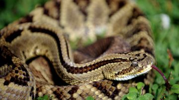 Serpiente de cascabel mata a niño de 6 años tras morderlo cuando paseaba en bici en Colorado