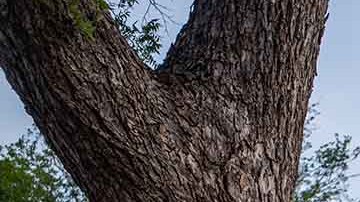 Recalcaron que Abbott se ha centrado en aumentar los recursos de salud mental y mejorar los planes de seguridad en centros educativos.