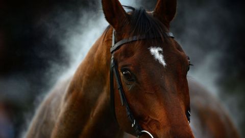 Hombre de Texas tiene sexo con un caballo, es encarcelado por 10 años
