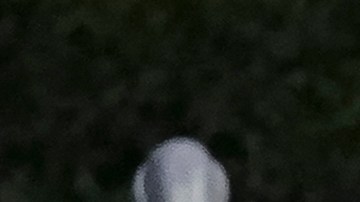 Guillermo Almada dirigiendo a los Tuzos del Pachuca.