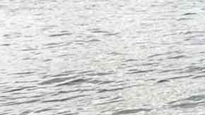 La punta afilada del hocico del pez vela puede ser letal para sus víctimas