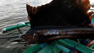La punta afilada del hocico del pez vela puede ser letal para sus víctimas