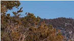 La camioneta Lexus LX 600 continuaría llegando a EE. UU. a pesar de haber detenido los pedidos en Japón