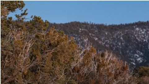 La camioneta Lexus LX 600 continuaría llegando a EE. UU. a pesar de haber detenido los pedidos en Japón