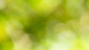 Llevó a su perrito a un campamento y se lo entregaron en cenizas