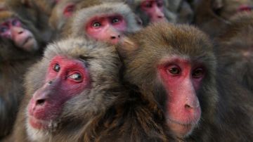 Cientos de macacos habitan las montañas japonesas