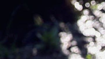 Mujer de Montana ahuyenta a oso de su campamento, el animal regresa y la mata