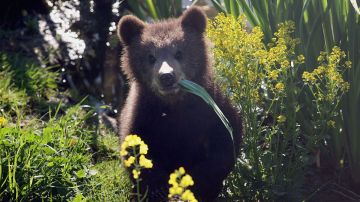 Mujer de Montana ahuyenta a oso de su campamento, el animal regresa y la mata