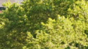 Mujer de Nueva York es atacada en autobús por afroamericanas que odian a las blancas